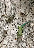 Green spiny lizard (S. malachiticus)
