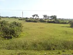 Green Vegetation at a swamp in Kumi District