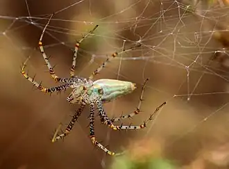 Female, Mason Regional Park, Irvine CA