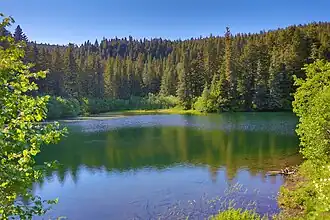 A body of water surrounded by greenery.