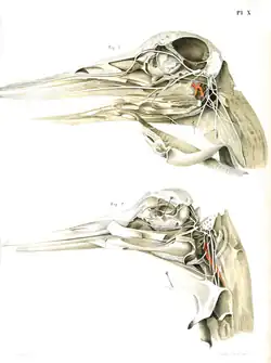 Nerves of the head of common crane