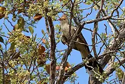 in the Pantanal, Brazil
