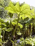 Gunnera about 6½ ft in height