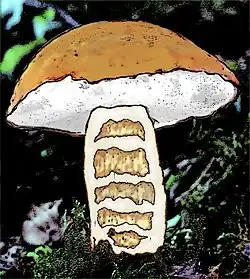 Typical stem cavities