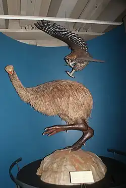 Model of Haast's eagle attacking a moa at Te Papa.