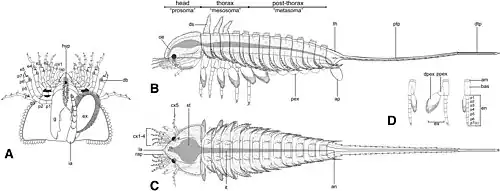 Diagram in various views. A = head viewed from below. B = side-on view, C = view from above, D = diagram of trunk limbs, e1-5 = cephalic limb endopods, g = gnathobase, en = endopod, ex = exopod, p1-7 = numbered podomeres of endopod