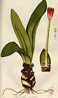 Haemanthus coarctatus