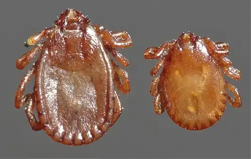 Haemaphysalis bancrofti ixodid ticks, female and male, dorsal