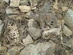 A mouse-like hamster among rocks