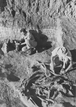 Emil Haury (right) at Naco mammoth kill site, 1952, photograph courtesy Arizona State Museum, University of Arizona.