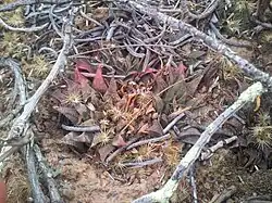 Haworthia maraisii is a tiny, dark-coloured haworthia, with bristled, retused leaves.