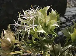 Hecastocleis shockleyi flowering heads