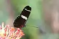 Sara longwing (Heliconius sara), one of many Heliconius species known to feed on pollen, with pollen on its proboscis