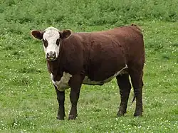 A white-faced red bull in a field
