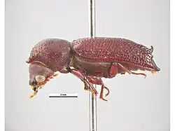 Heterobostrychus aequalis