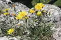 Jacquin's hawkweed [fr].