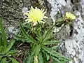 Hawkweed in the Spitzkoepfe.