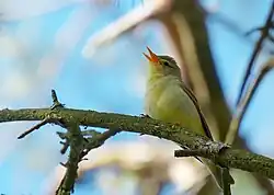 Icterine warbler, Petgardetrask, Öland