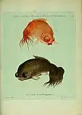 Goldfish from the ″Histoire naturelle des dorades de la Chine″ (1780)