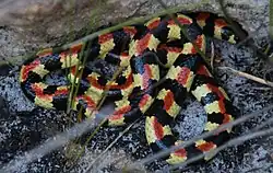 Homoroselaps type species; spotted harlequin snake (H. lacteus)