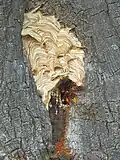 Hornets' nest in hollow tree