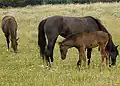 Horses grazing in a field