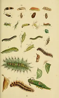 Larva (figure 6) and pupa (figure 7)