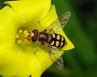 A fly pollinating a yellow flower with yellow stamens
