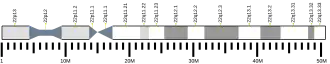 Chromosome 22 (human)