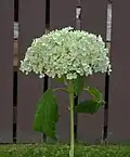 Hydrangea arborescens (Smooth Hydrangea) in Calgary, Canada