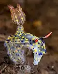 Hypselodoris kanga at Wakatobi National Park, 2018