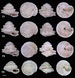 Four different shells of Hystricella aucta, each photographed from four different angles, disposed in a four by four grid. The shells are white and form an ascending spiral.
