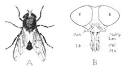 Diagram of the facial features of Tabanus atratus