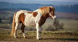 Chestnut pinto Icelandic horse