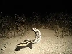 Photo of a black animal with white stripes walking on sandy ground under a dark night sky