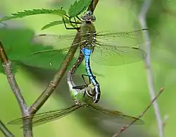 Mating, wheel position