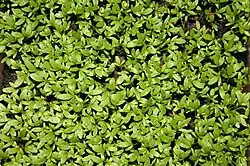 Young Lepidium sativum seedlings