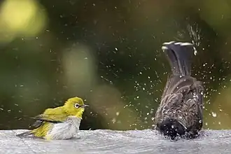 Bathing alongside red-vented bulbul in Sri Lanka