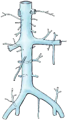 Inferior vena cava