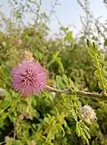 Inflorescence of Mimosa hamata