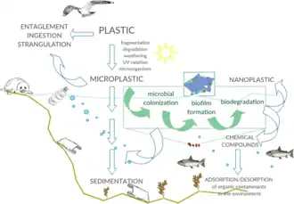Interactions between marine microorganisms and microplastics[40]