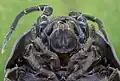 Macro shot of an Armadillidium opacum