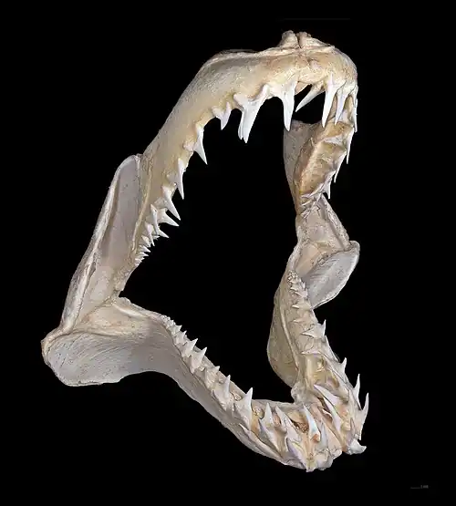 The shortfin mako shark lunges vertically and tears flesh from prey