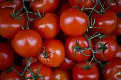 Italian vine tomatoes