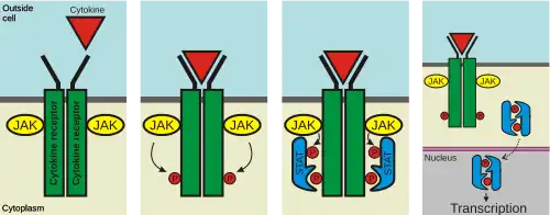 Once a ligand binds to the receptor, JAKs add phosphates to the receptor. Two STAT proteins then bind to the phosphates, and then the STATs are phosphorylated by JAKs to form a dimer. The dimer enters the nucleus, binds to DNA, and causes transcription of target genes.