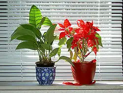 Blind with horizontal slats also, known as Venetian blind