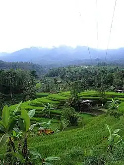Jati Luwih rice terraces in Bedugul, Candikuning, Baturiti