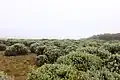 Javanese edelweiss field on Mount Papandayan
