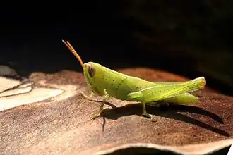 Nymph, Sabah, Borneo
