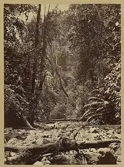 Wilds of the Isthsmus., 1871, albumen silver print, 27.6 × 20.2 cm (10 7/8 × 7 15/16 in.), J. Paul Getty Museum, Los Angeles, California